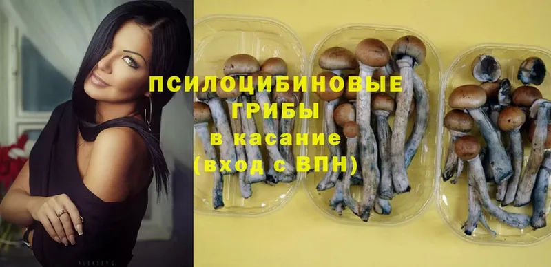 что такое   Карасук  Галлюциногенные грибы Psilocybine cubensis 